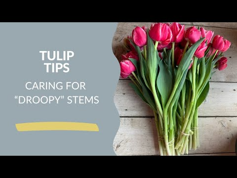 The Means To Revive Cut Flowers